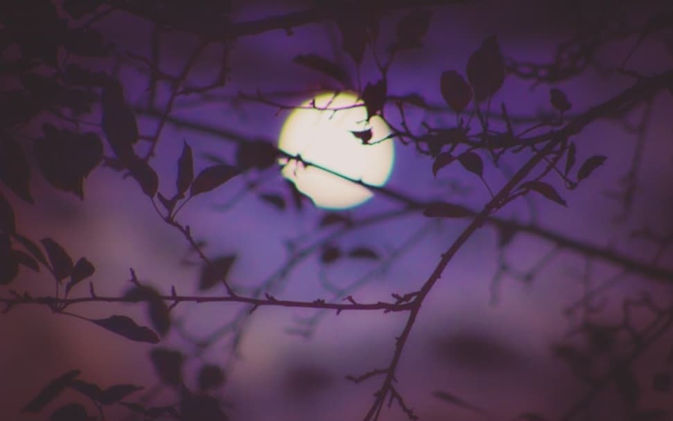 মানুষের বন্ধন