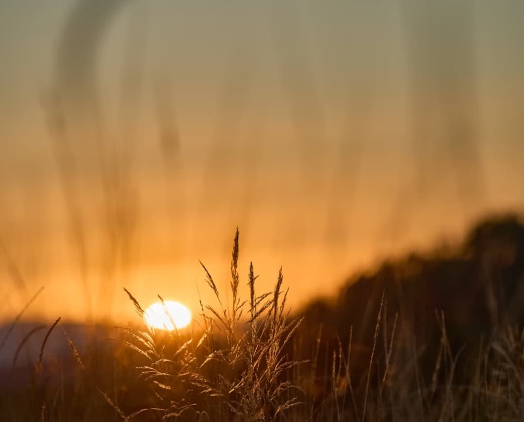 শৌভিক দত্তের দুটি কবিতা 