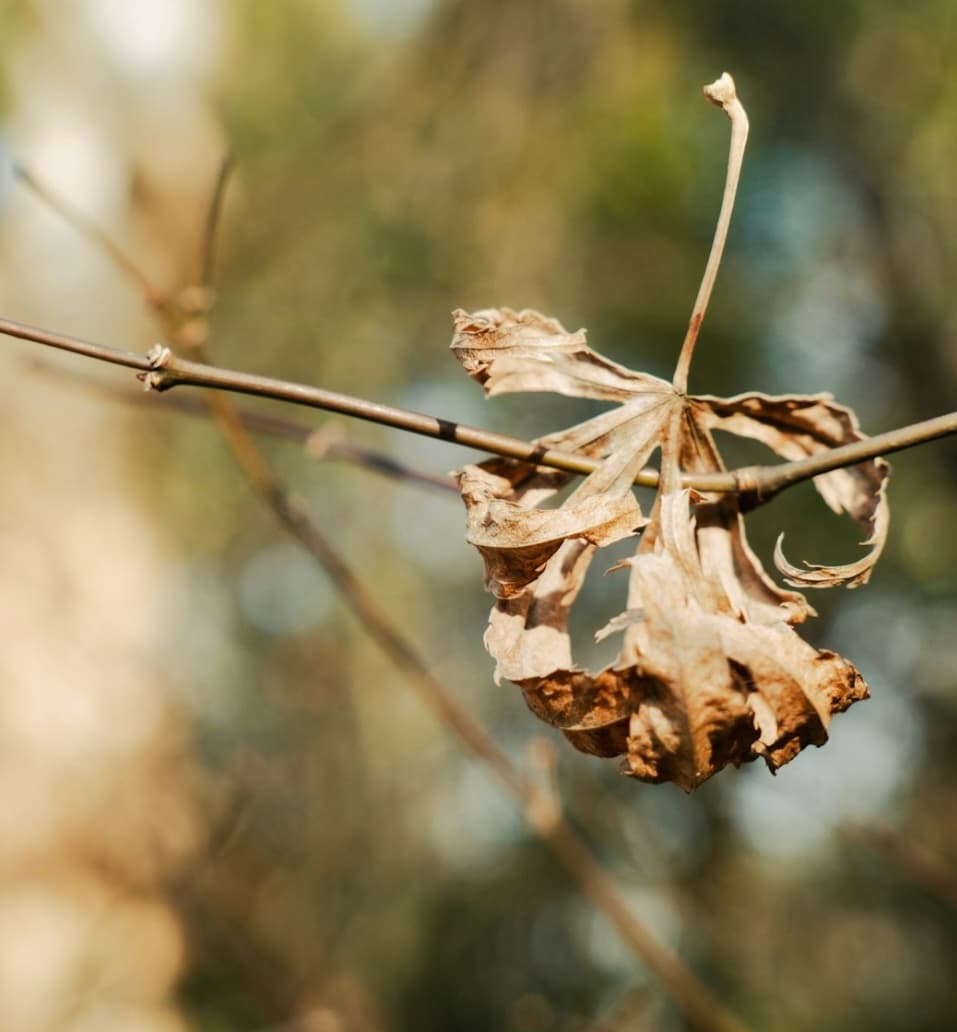 দূরে যেতে পারিনি