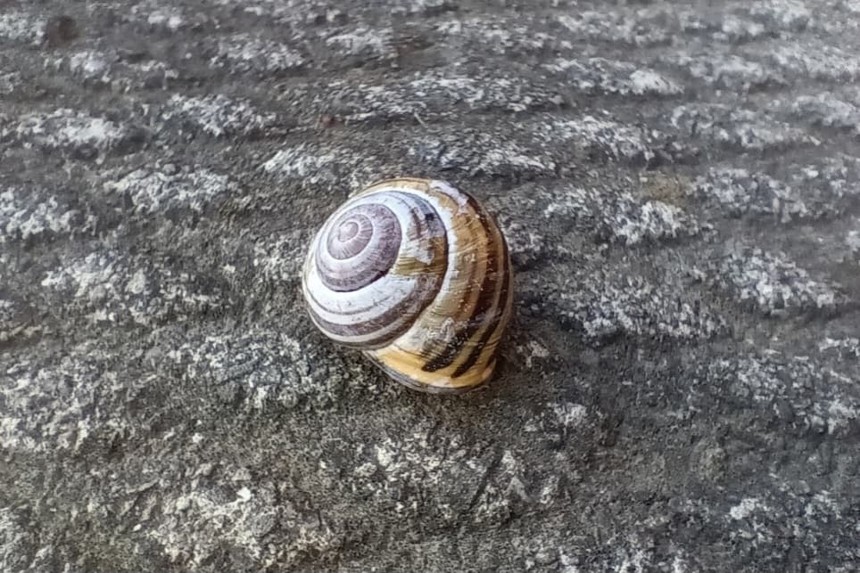 বাঘিনীর ডানা