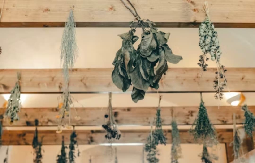 কাঠবিড়ালী জীবন