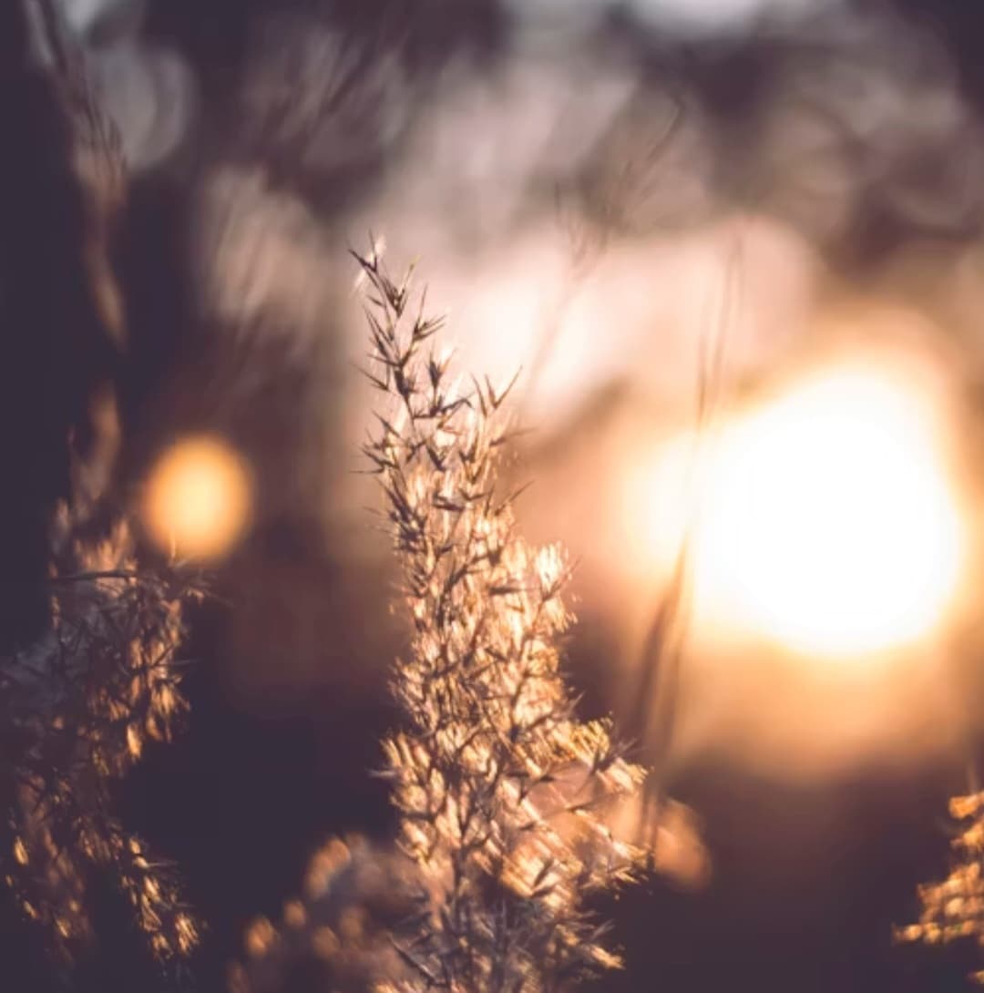 প্রস্থান