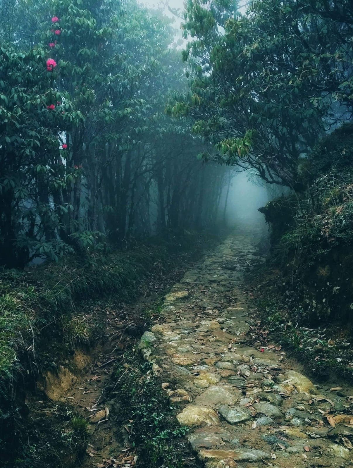 ফালুটে বিড়ম্বনা (অন্তিম পর্ব)