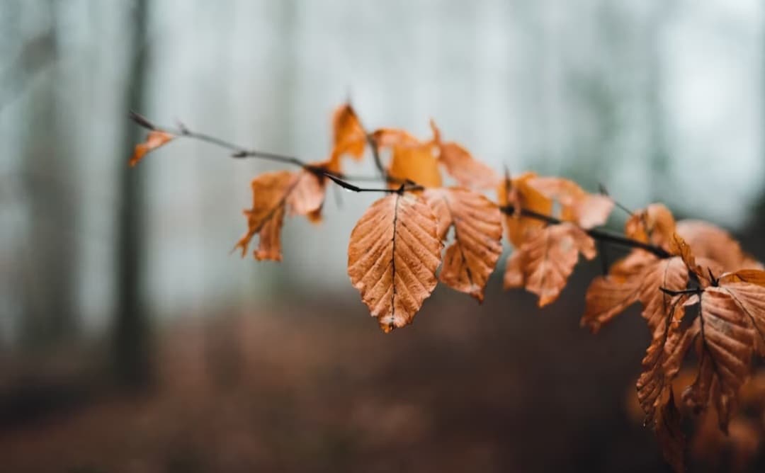 নষ্ট চরিত্র